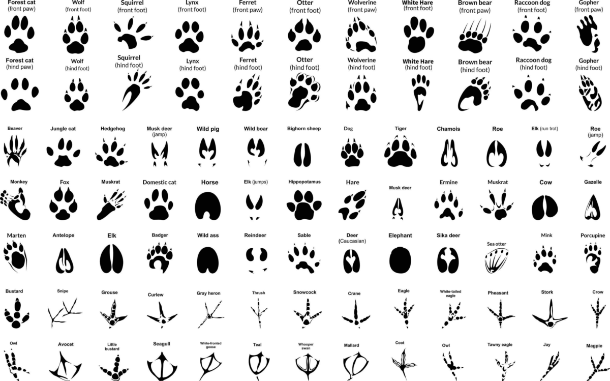 Animal Paw Svg Files For Silhouette, Animal Tracks Hunting Prints Svg