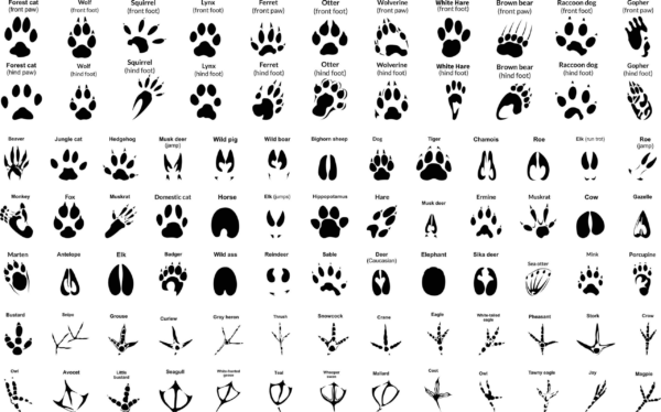 Animal Paw Svg Files For Silhouette, Animal Tracks Hunting Prints Svg