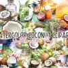 watercolor-coconut-clipart-png-graphics