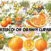 watercolor-orange-clipart-png