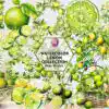 watercolor-lemon-collection-clipart-png